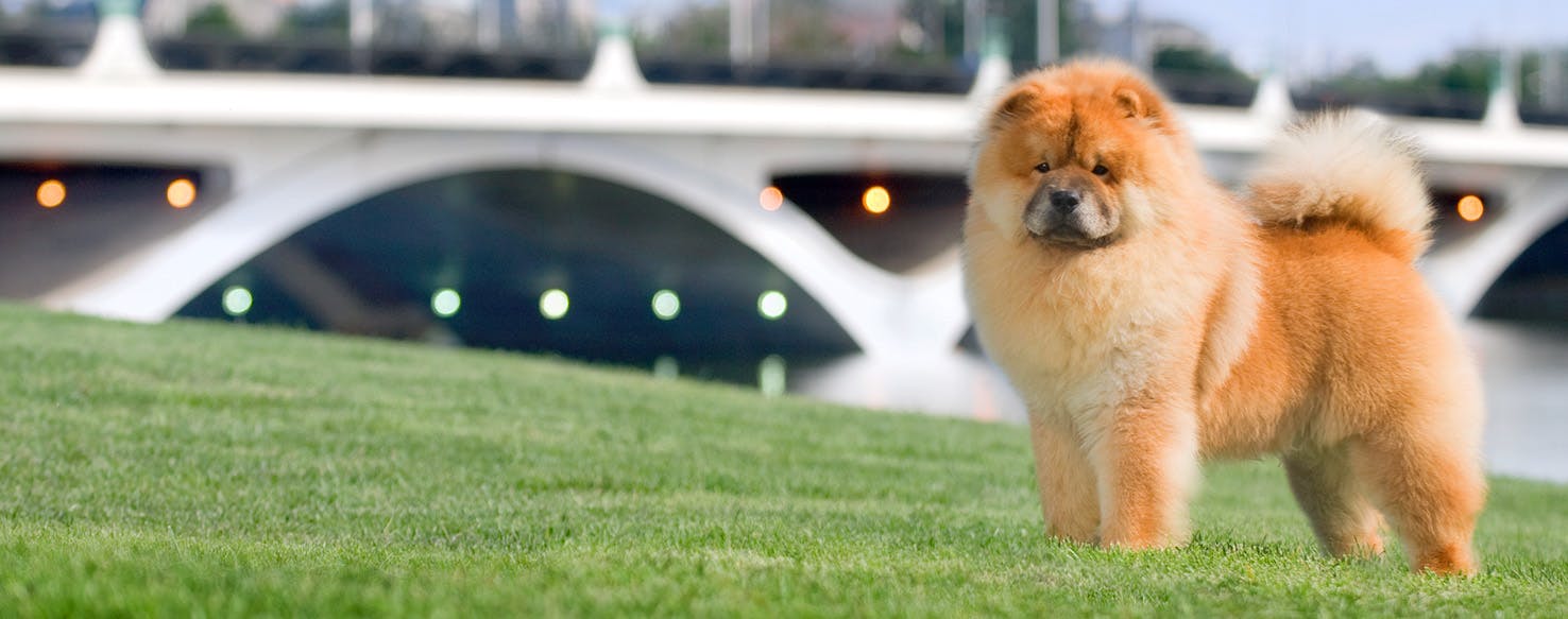 Dog Names Ending In Fi Popular Male And Female Names Wag 